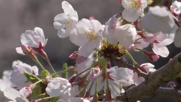 قال عالم إن أولى أزهار الكرز في كيوتو منذ 1200 عام تشير إلى تغير المناخ
