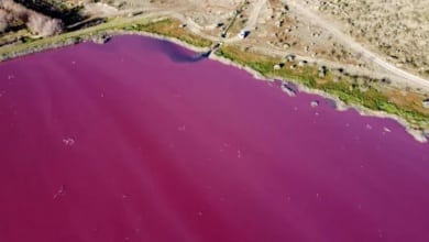 شاهد: التلوث يحول بحيرة الأرجنتين إلى اللون الوردي الزاهي - أخبار