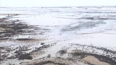 تحول رمال شاطئ مومباي إلى اللون الأسود بعد تسرب النفط في الهند - أخبار