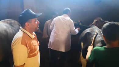 «الزراعة»: تحصين أكثر من 341 رأس ماشية ضد الحمي القلاعية والوادي المتصدع في ثلاثة أيام