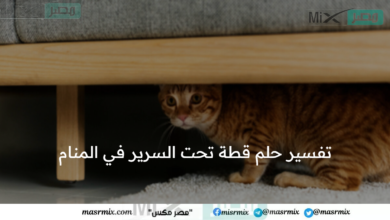 تفسير حلم قطة تحت السرير في المنام .. على ماذا ترمز الرؤية؟