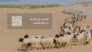 وزارة البيئة والمياه والزراعة تنبه على انتهاء مهلة الرعي لغير السعوديين وتبدأ في اتخاذ الإجراءات