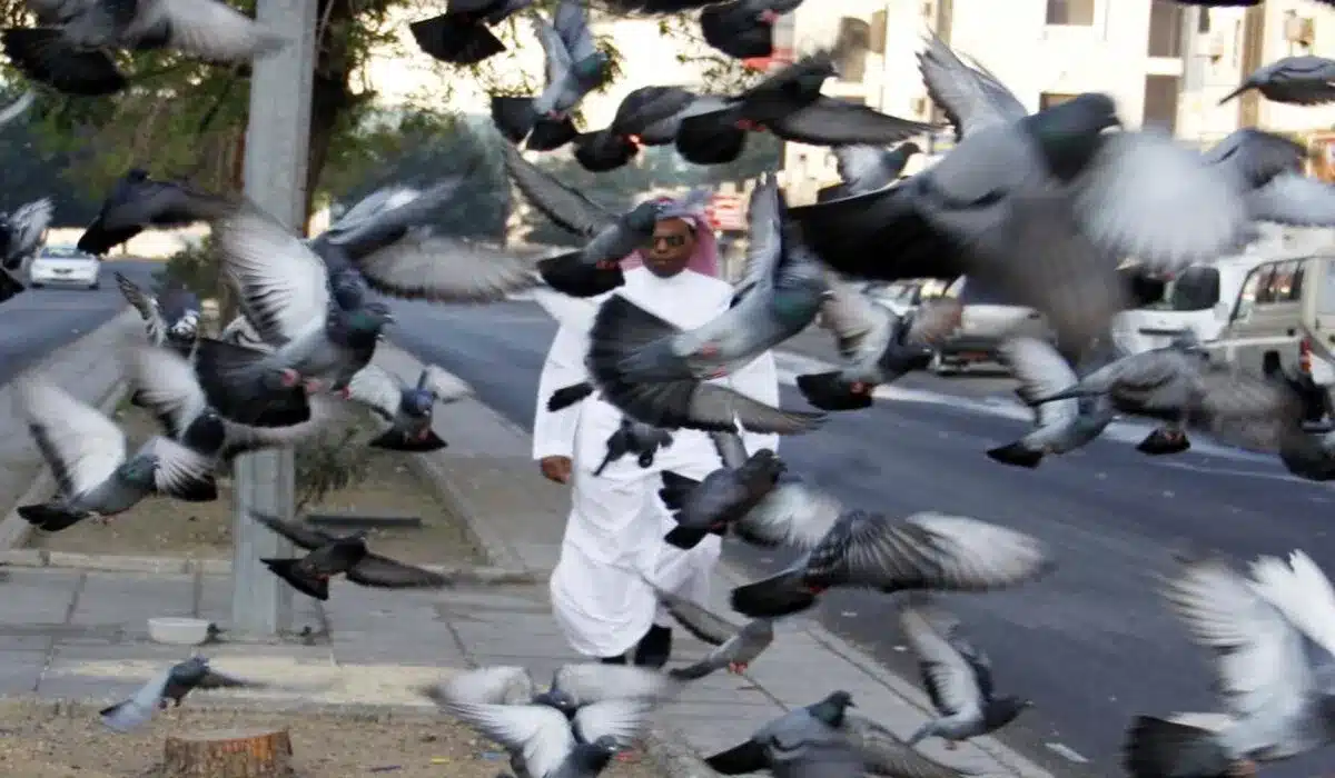 تنبيه هام ..  متحدث العاصمة المقدسة يكشف تفاصيل غرامة إطعام الحمام أو الطيور 2024 في المملكة