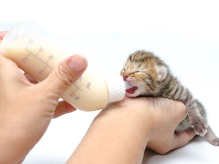 كيفية الاهتمام بالقطط الصغيرة والرضع وتطويرها بشكل صحي 